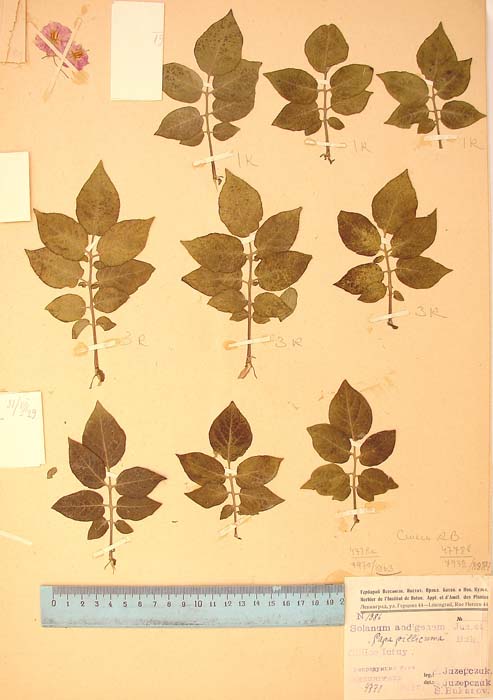 S. tuberosum chilotanum pillicuma Holotypus 1986